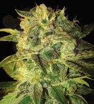 WORLD OF SEEDS - Sugar Mango Ryder Auto