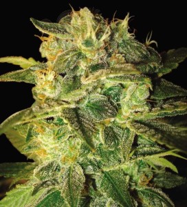 WORLD OF SEEDS - Sugar Mango Ryder Auto