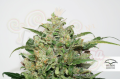 DUTCH PASSION - Auto Night Queen®