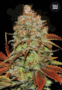 BULK SEED BANK - Auto Bubblegum Extra
