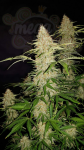 FastBuds - Jack Herer Auto