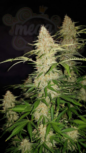 FastBuds - Jack Herer Auto