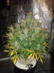 FastBuds - White Widow Auto