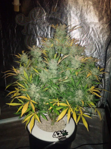 FastBuds - White Widow Auto