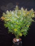 FastBuds - Californian Snow Auto