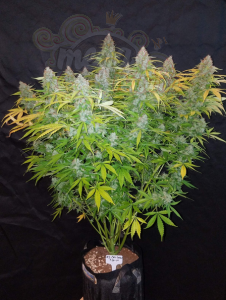 FastBuds - Californian Snow Auto