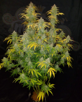 FastBuds - Blue Dream Auto