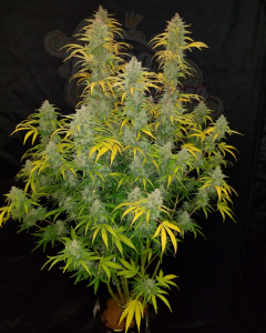 FastBuds - Blue Dream Auto