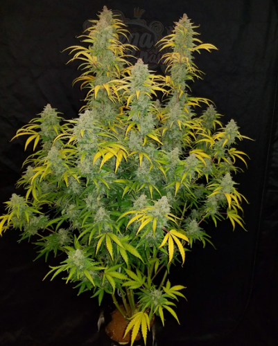 FastBuds - Blue Dream Auto