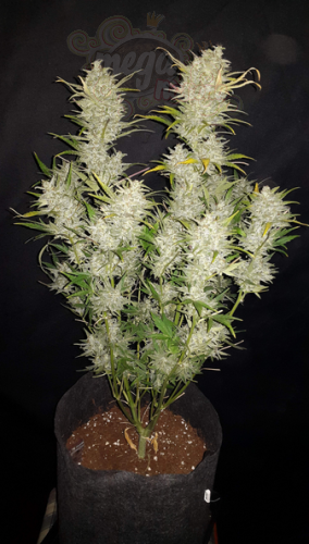 FastBuds - Sour Diesel Auto