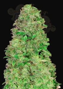 FastBuds - CBD 20:1 Auto