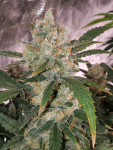 FastBuds - Chemdawg Auto