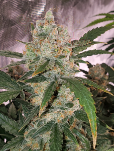 FastBuds - Chemdawg Auto