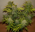 FastBuds - Grapefruit Auto