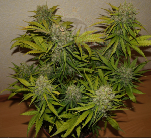 FastBuds - Grapefruit Auto