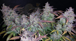 FastBuds - Fastberry Auto