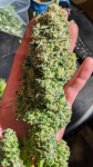 FastBuds - Critical Auto