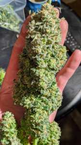 FastBuds - Critical Auto