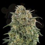 Banana Sherbet