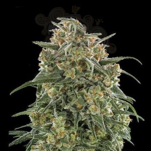 Banana Sherbet