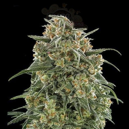 Banana Sherbet