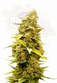 Banana Sherbet