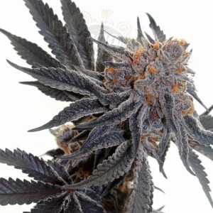Cookies Sherbet