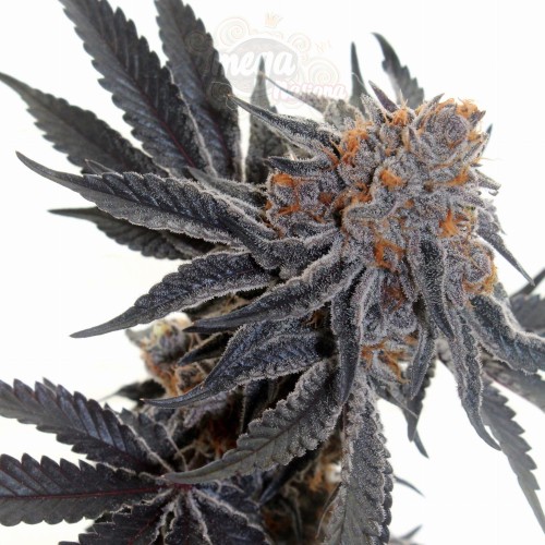 Cookies Sherbet