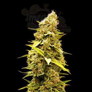 Banana Punch