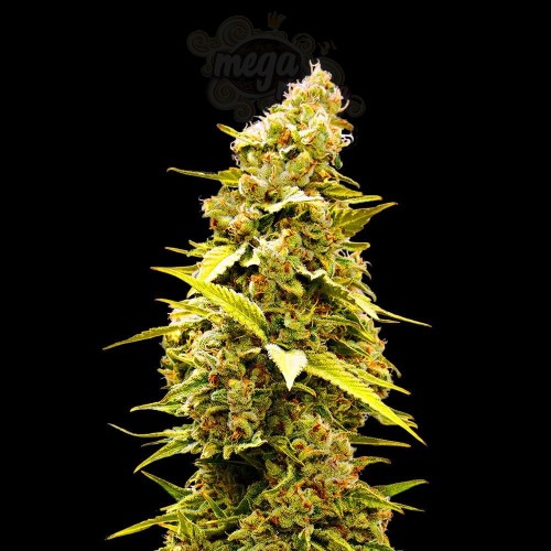 Banana Punch