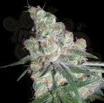 Chocolope