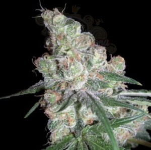 Chocolope