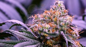 GrandDaddy Purple