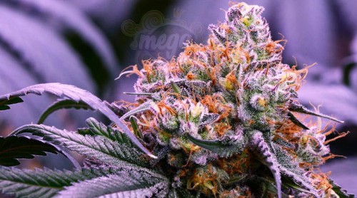 GrandDaddy Purple