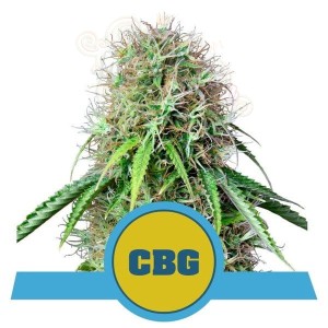 ROYAL QUEEN SEEDS - Royal CBG