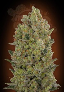 00 SEEDS BANK - 00 Cheese