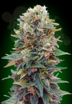 00 SEEDS BANK - Auto Afghan Mass
