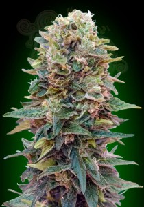 00 SEEDS BANK - Auto Afghan Mass