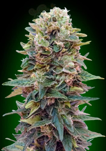 00 SEEDS BANK - Auto Afghan Mass