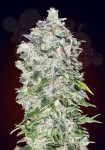 00 SEEDS BANK - Auto 00 Kush
