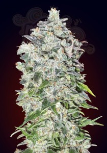 00 SEEDS BANK - Auto 00 Kush
