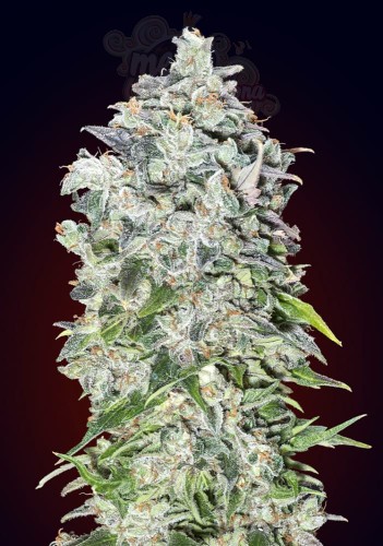 00 SEEDS BANK - Auto 00 Kush