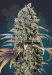 00 SEEDS BANK - Chocolate Cream