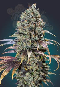 00 SEEDS BANK - Chocolate Cream
