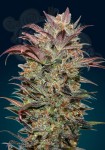00 SEEDS BANK - Auto Chocolate Cream
