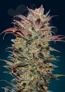 00 SEEDS BANK - Auto Chocolate Cream