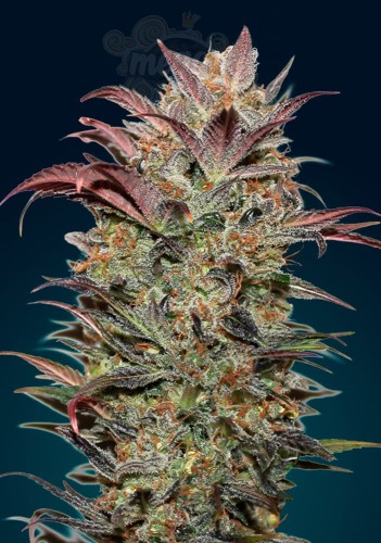 00 SEEDS BANK - Auto Chocolate Cream