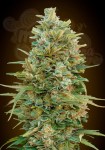 00 SEEDS BANK - Do Si Dos Cookies