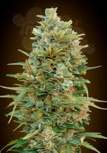 00 SEEDS BANK - Do Si Dos Cookies