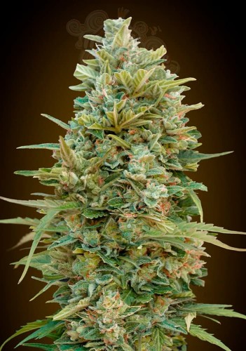 00 SEEDS BANK - Do Si Dos Cookies